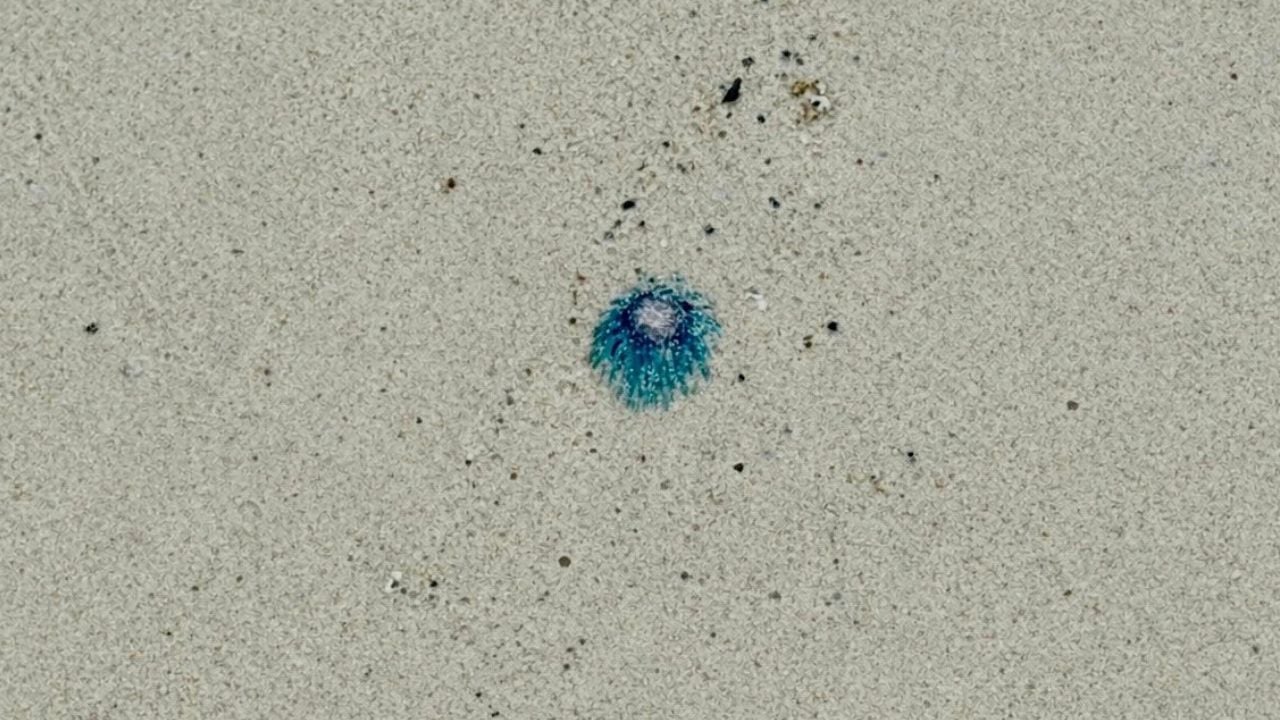 Similan Islands warns tourists after Blue Button jellyfish spotted