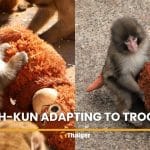 Punch-kun baby macaque adjusts to troop life with help from keepers | Thaiger