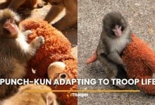 Punch-kun baby macaque adjusts to troop life with help from keepers | Thaiger