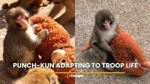 Punch-kun baby macaque adjusts to troop life with help from keepers | Thaiger