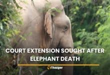 Court extension sought after elephant’s death during relocation | Thaiger