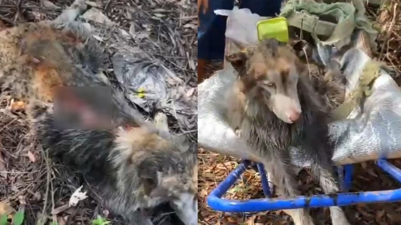 Pet dog abused and burned in Songkhla