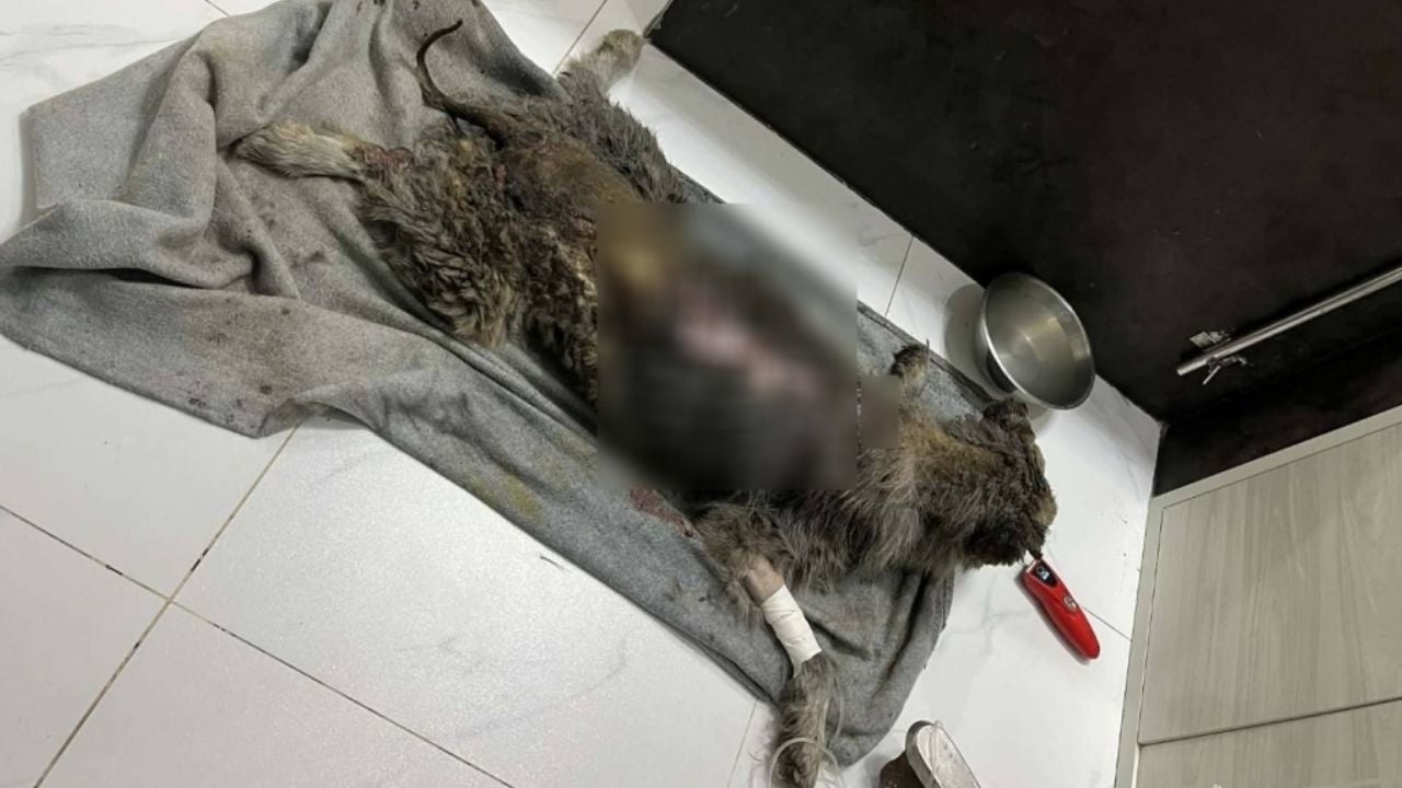 Attacker wanted for setting fire on Siberian Husky in Songkhla