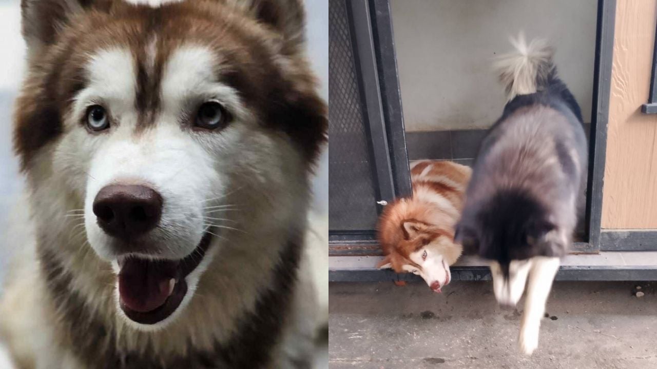 Siberian Husky attacked and burned in Songkhla