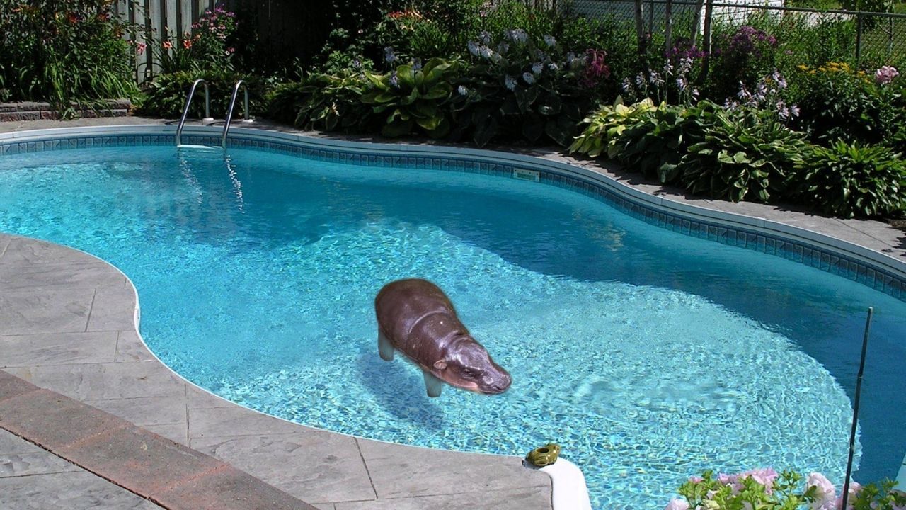 AI-generated Moo Deng's new home