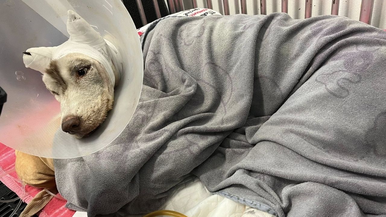 Pet dog in Songkhla burned to death