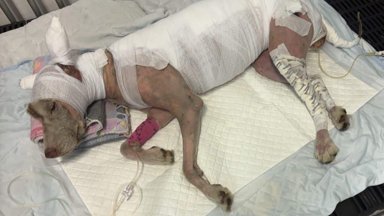 Siberian Husky dies after brutal abuse in Songkhla