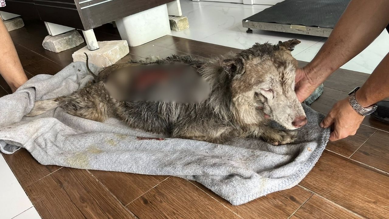 Siberian Husky abused and burned