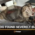 Siberian Husky abused and burned in Songkhla after escaping home | Thaiger