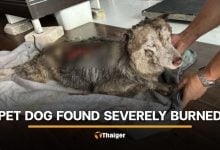 Siberian Husky abused and burned in Songkhla after escaping home | Thaiger