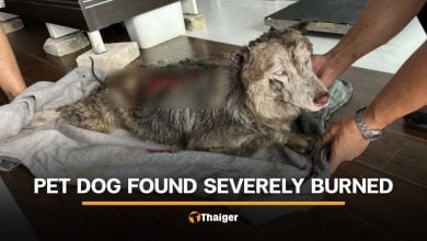Siberian Husky abused and burned in Songkhla after escaping home | Thaiger