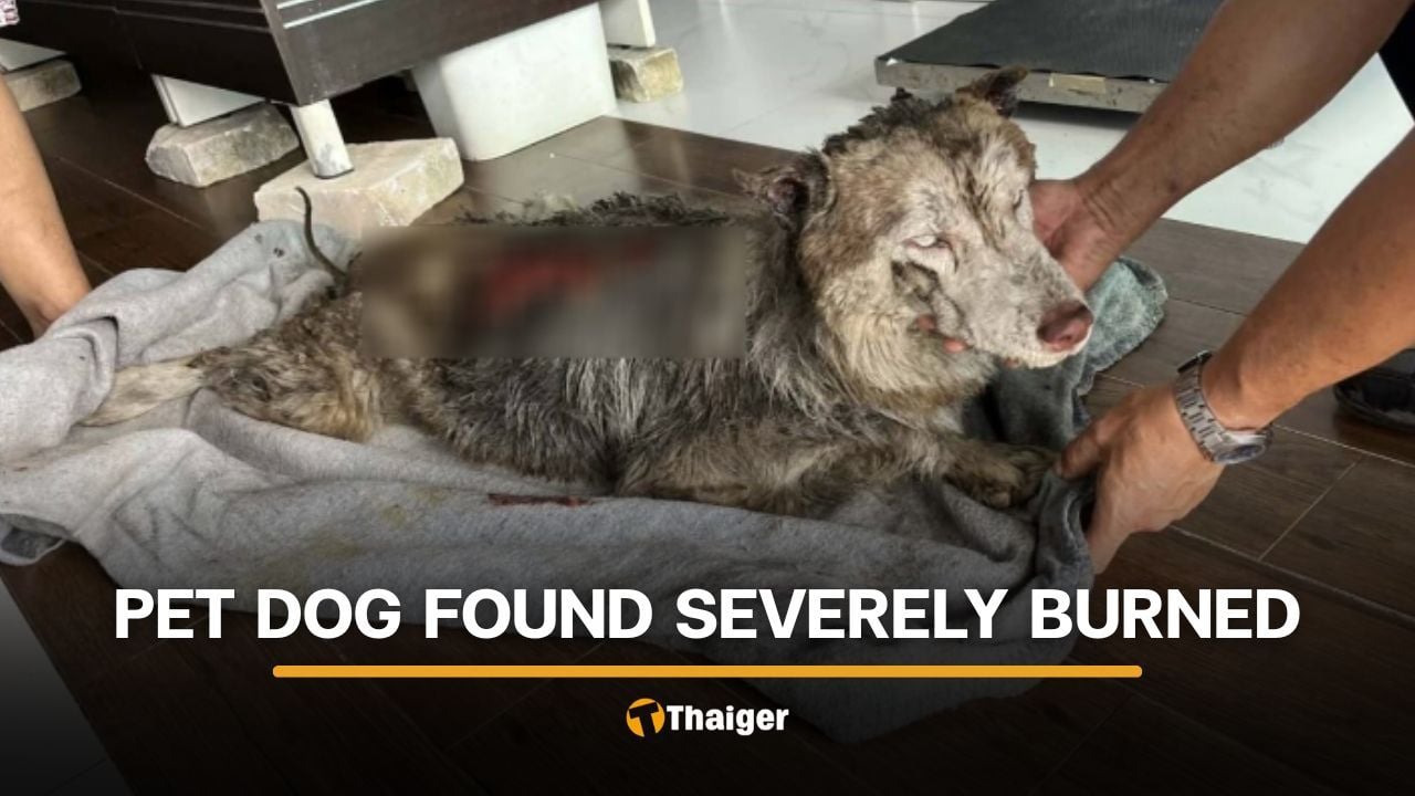 Siberian Husky abused and burned in Songkhla after escaping home | Thaiger