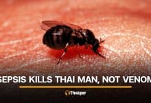 Lampang hospital explains death of Thai man following insect bites | Thaiger