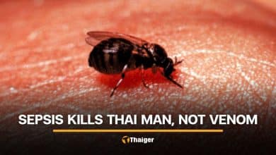 Lampang hospital explains death of Thai man following insect bites | Thaiger