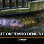 Debate erupts after Thai environmentalist questions living condition of Moo Deng | Thaiger