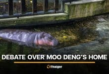 Debate erupts after Thai environmentalist questions living condition of Moo Deng | Thaiger
