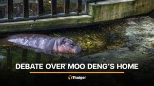 Debate erupts after Thai environmentalist questions living condition of Moo Deng | Thaiger