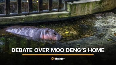 Debate erupts after Thai environmentalist questions living condition of Moo Deng | Thaiger