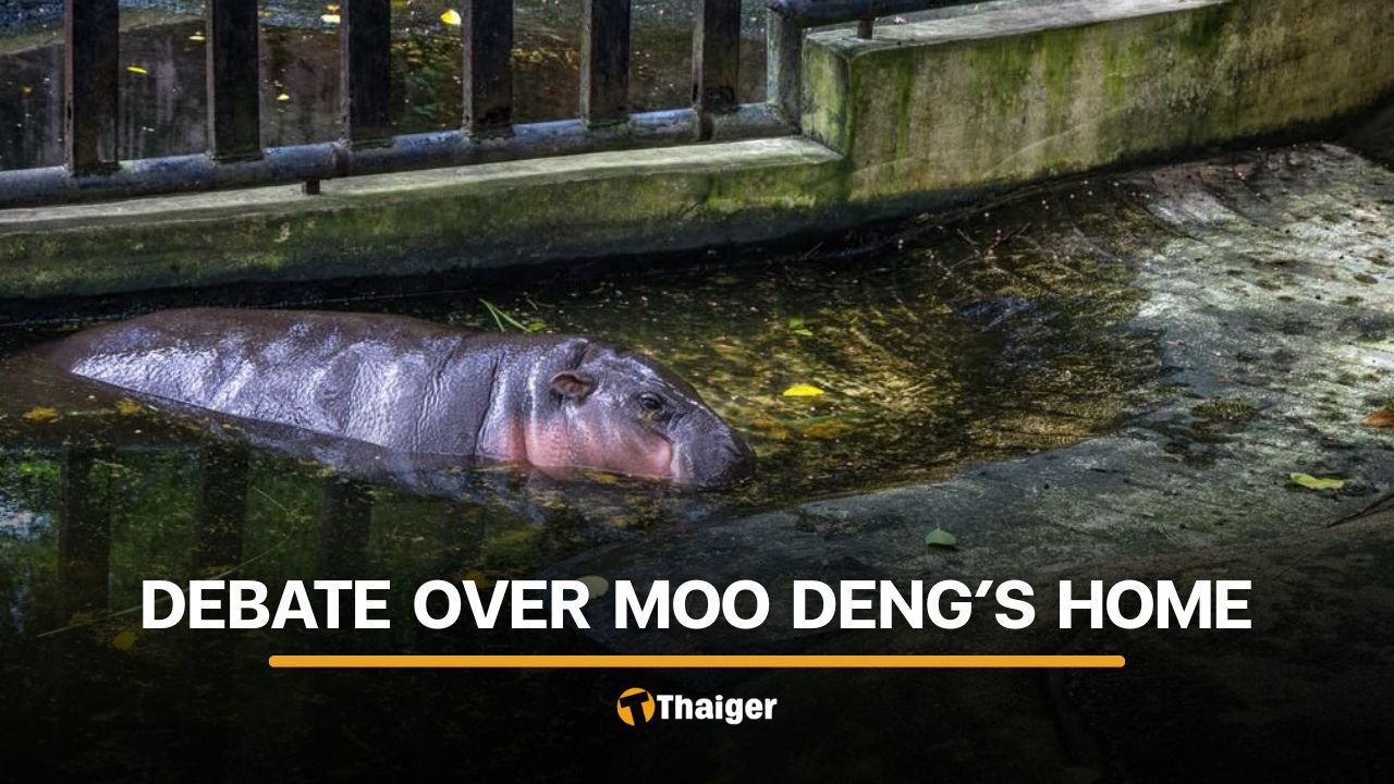 Thai environmentalist criticises Moo Deng’s living condition at zoo | Thaiger