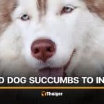 Injured Siberian Husky in Songkhla succumbs to injuries | Thaiger