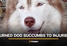 Injured Siberian Husky in Songkhla succumbs to injuries | Thaiger