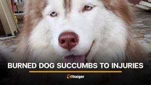 Injured Siberian Husky in Songkhla succumbs to injuries | Thaiger