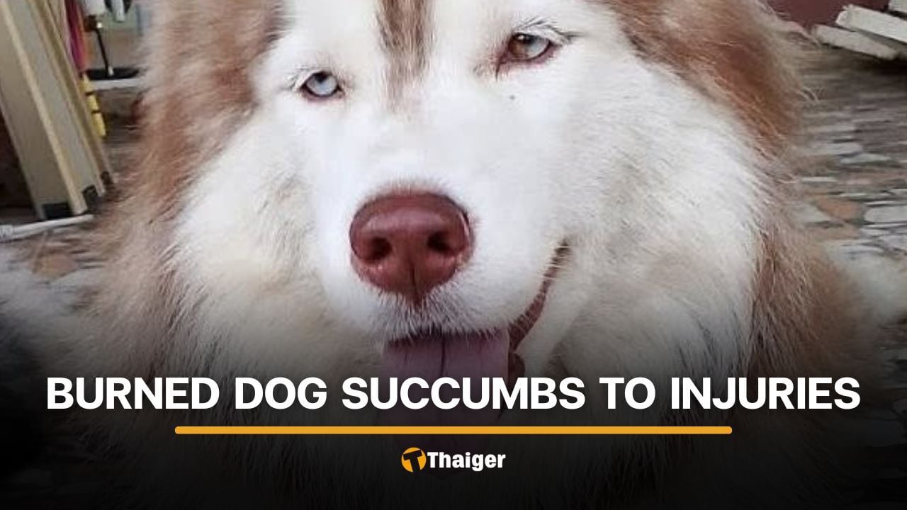 Injured Siberian Husky in Songkhla succumbs to injuries | Thaiger