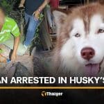 Thai man arrested for beating and burning Siberian Husky in Songkhla | Thaiger