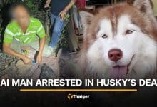 Thai man arrested for beating and burning Siberian Husky in Songkhla | Thaiger