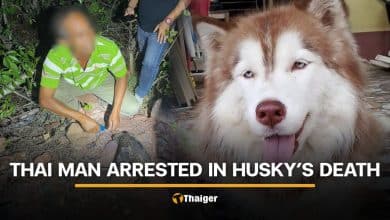 Thai man arrested for beating and burning Siberian Husky in Songkhla | Thaiger
