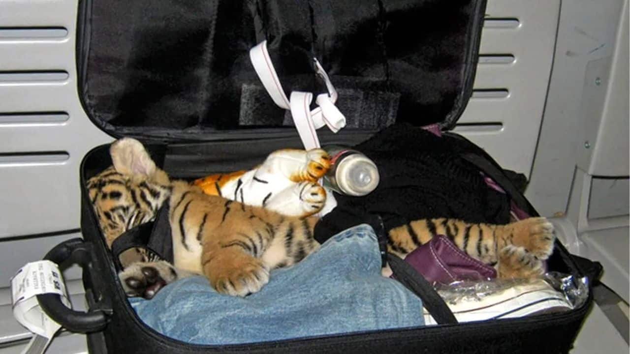 10 things you absolutely cannot bring into Thailand | News by Thaiger