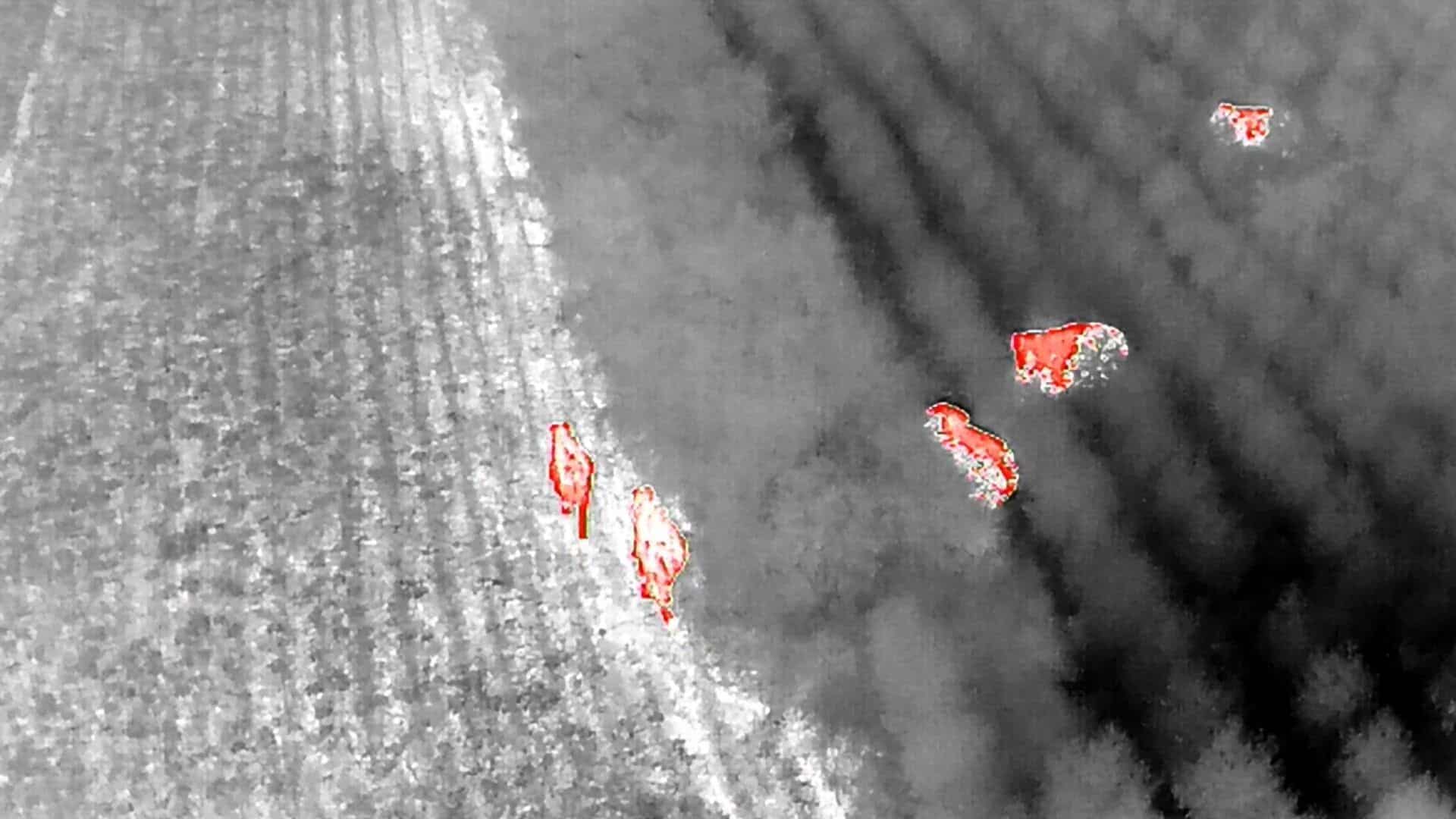 Thermal drone captures wild elephant herd near Thap Lan forest edge