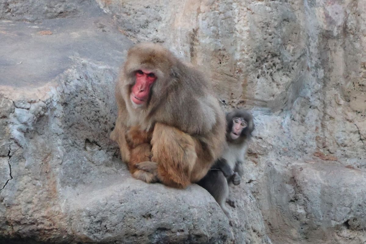 Punch-kun baby macaque adjusts to troop life with help from keepers | News by Thaiger