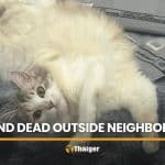 Owner demands justice after cat found dead outside neighbour’s home | Thaiger