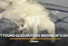Owner demands justice after cat found dead outside neighbour’s home | Thaiger