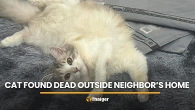 Owner demands justice after cat found dead outside neighbour’s home | Thaiger
