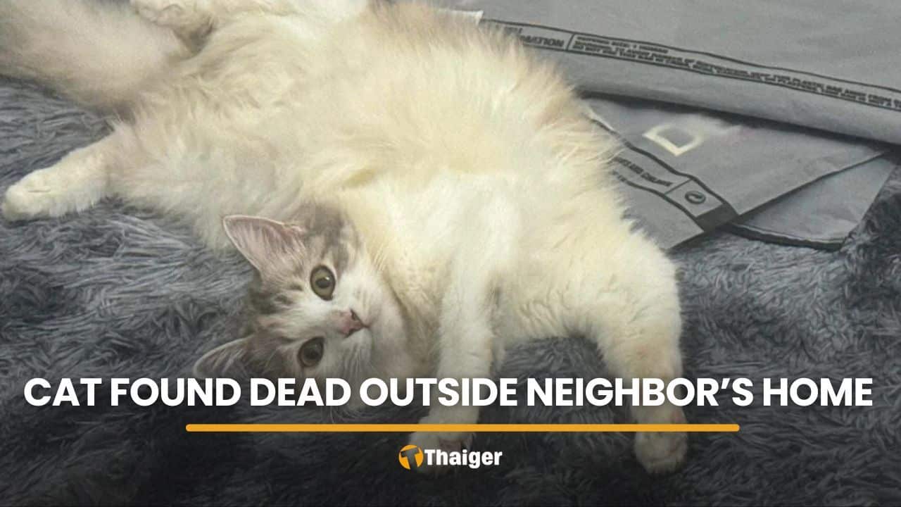 Owner demands justice after cat found dead outside neighbour’s home | Thaiger