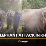 Khao Yai camper killed after wild elephant attack near campsite | Thaiger