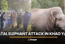 Khao Yai camper killed after wild elephant attack near campsite | Thaiger