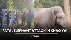 Khao Yai camper killed after wild elephant attack near campsite | Thaiger