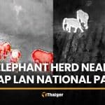 Massive elephant herd emerges near Thap Lan National Park | Thaiger