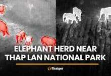Massive elephant herd emerges near Thap Lan National Park | Thaiger