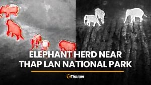 Massive elephant herd emerges near Thap Lan National Park | Thaiger