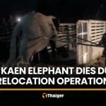 Wild elephant dies during relocation operation in Khon Kaen | Thaiger