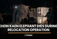 Wild elephant dies during relocation operation in Khon Kaen | Thaiger