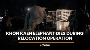 Wild elephant dies during relocation operation in Khon Kaen | Thaiger