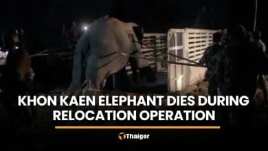 Wild elephant dies during relocation operation in Khon Kaen | Thaiger