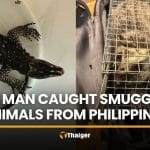 Thai man caught smuggling exotic animals from Philippines | Thaiger
