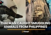 Thai man caught smuggling exotic animals from Philippines | Thaiger
