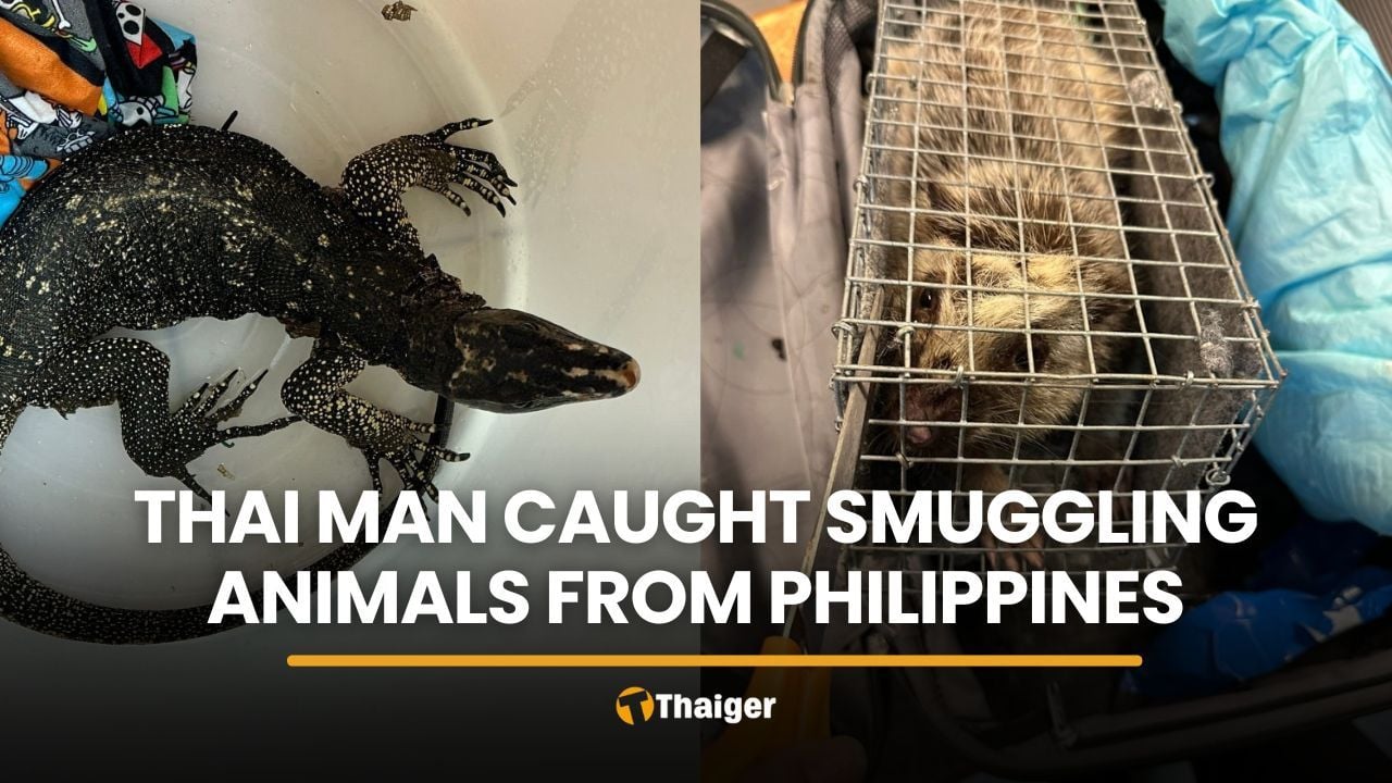 Thai man caught smuggling exotic animals from Philippines | Thaiger